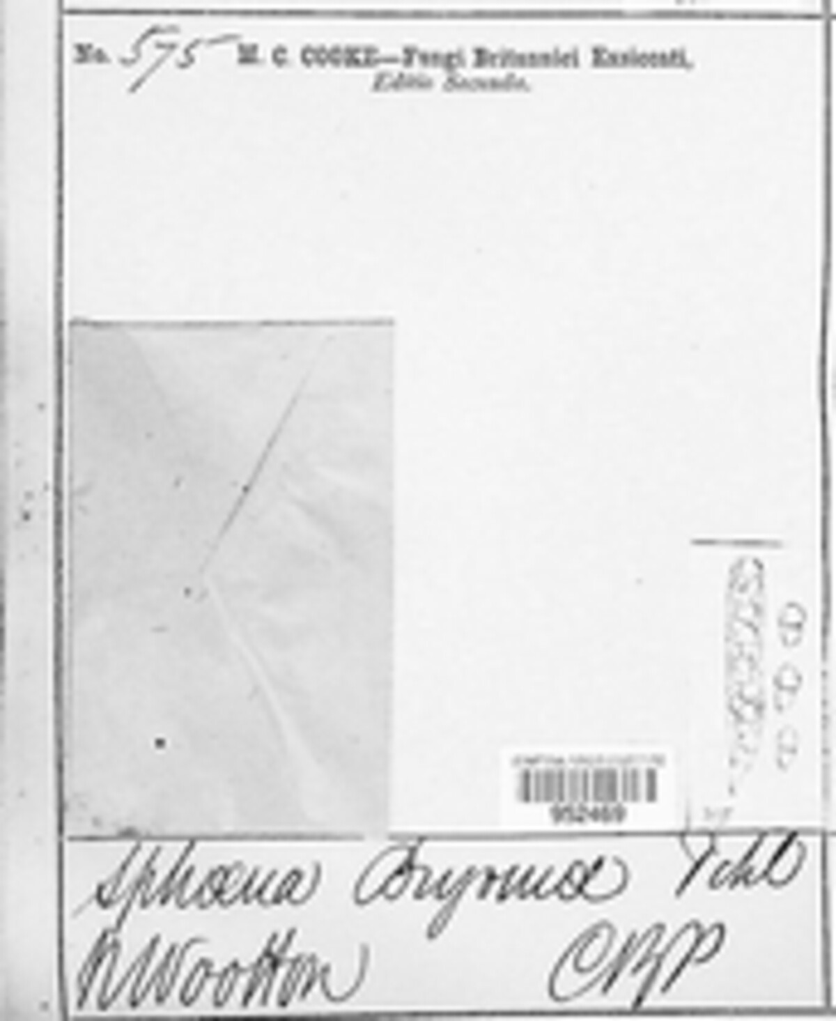 Stagonosporopsis cucurbitacearum image